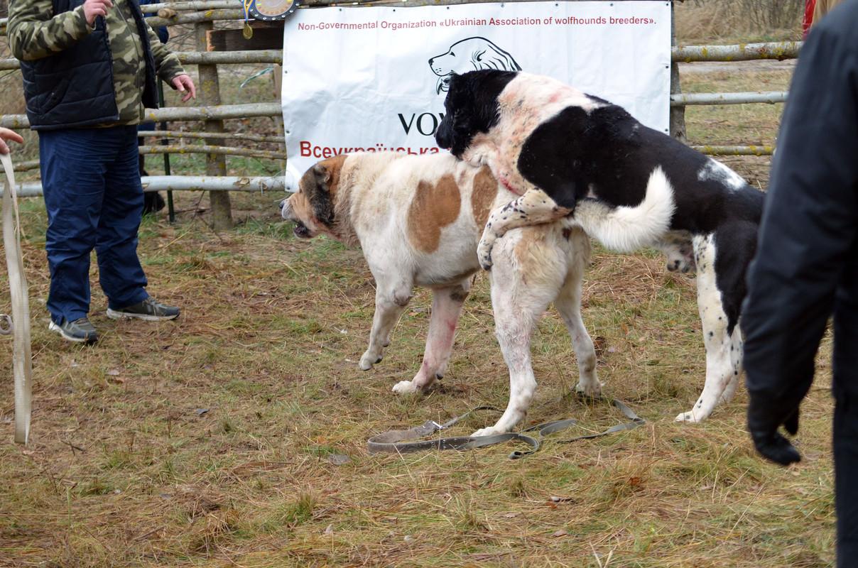 Халк - Сако 3 (3)