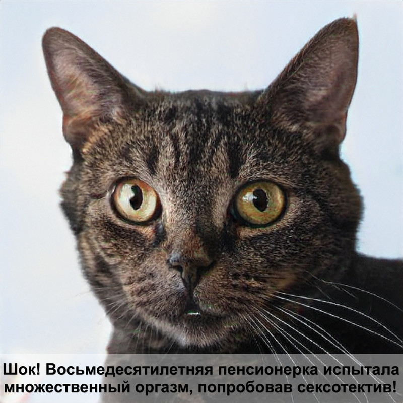 как поставить укол кошке