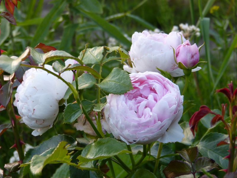 2014-06-23 Rose 'Hans Gönewein'