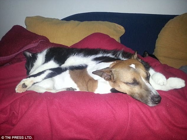 Наглость зашкаливает: коты, использующие собак вместо подушки