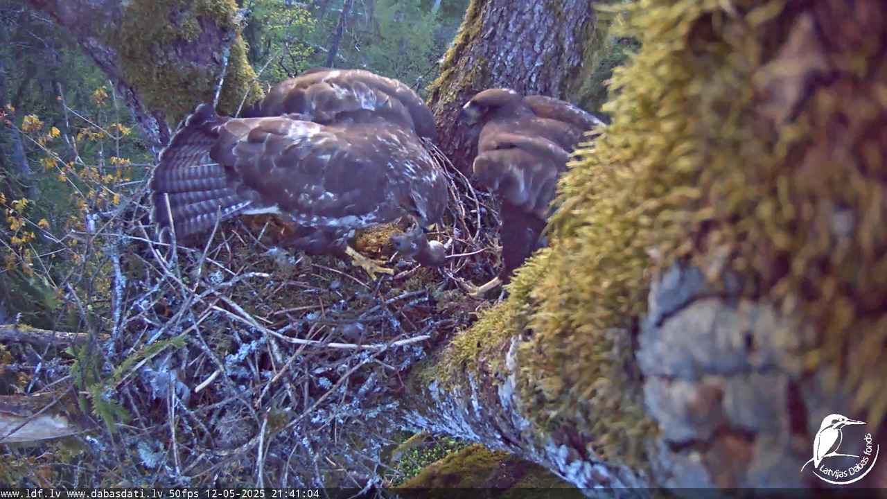 Melnās klijas (Milvus migrans) Kurzemē_ peļu klijāni (Buteo buteo) 13-10-40 screenshot