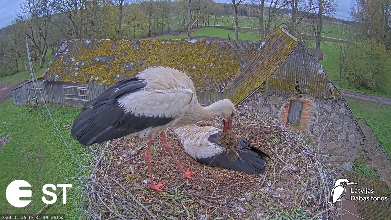 Baltie stārķi (Ciconia ciconia) Tukuma novadā - LDF tiešraide __ White storks in Tukums, Latvia 13-5