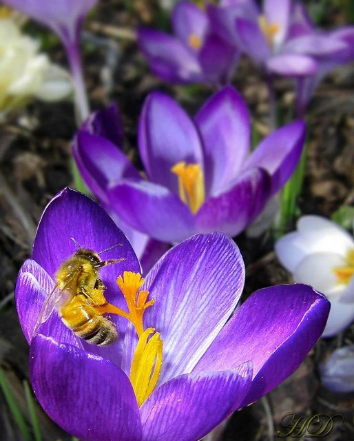 Crocus-and-bee-HD.jpg