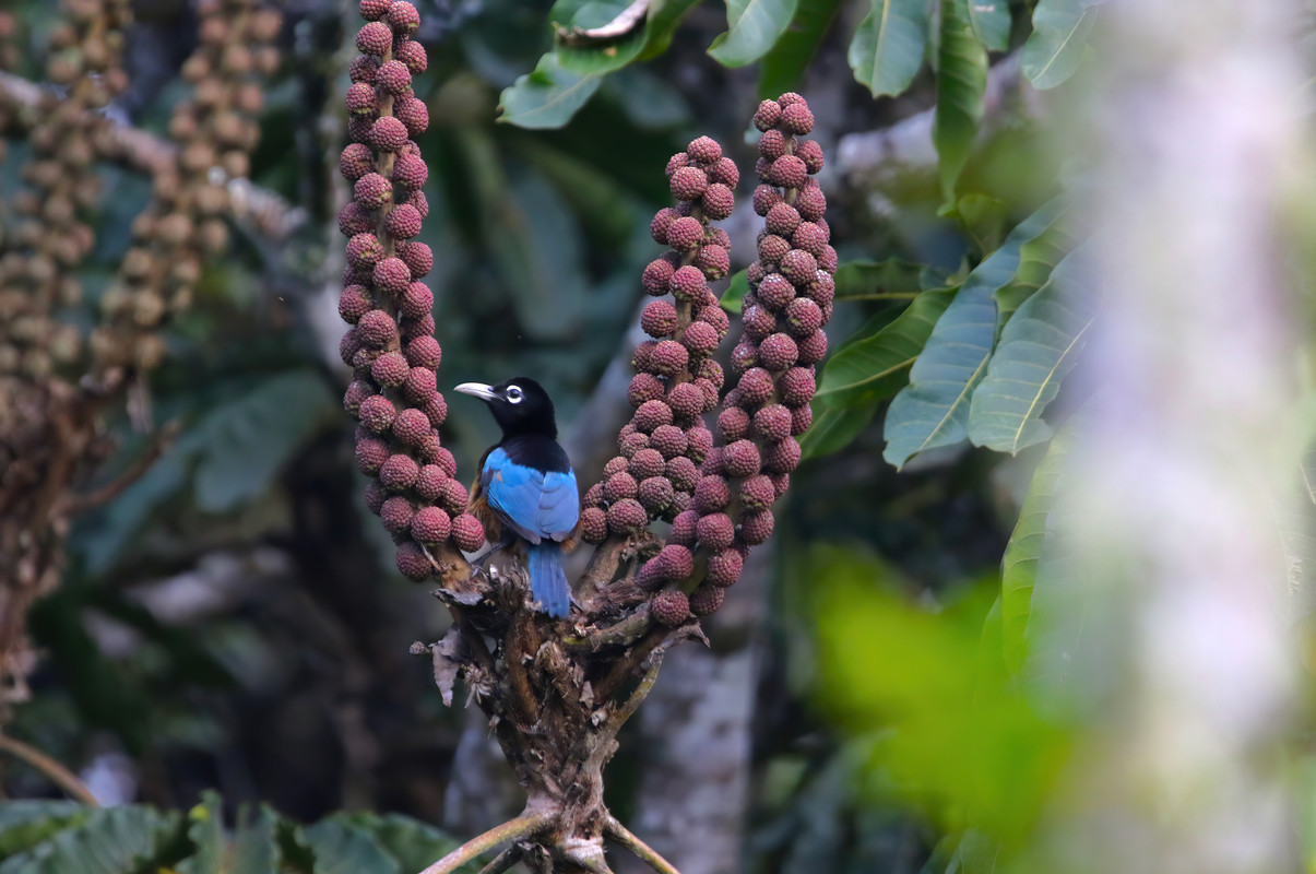 BlueBOPFem5-DeNoiseAI