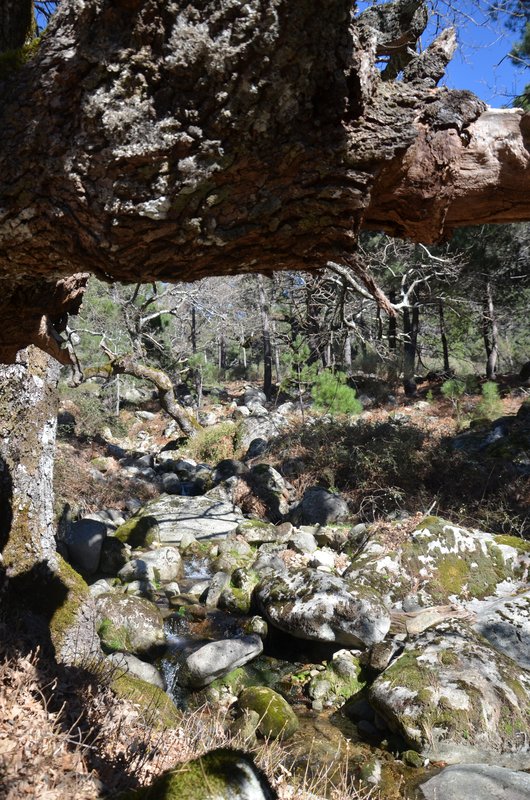 RUTA EMBALSE DEL HORCAJO Y GARGANTAS DEL VALLE DEL TIETAR-20-2-2016-AVILA - Paseando por España-1991/2016 (32)