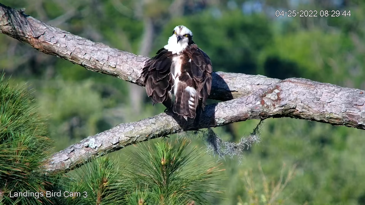 Live! Savannah Ospreys (Cam 3 PTZ) _ Cornell Lab & Skidaway Audubon 7-3-24 screenshot