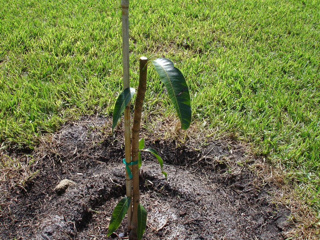 Haden Pruned  8-4-08 004