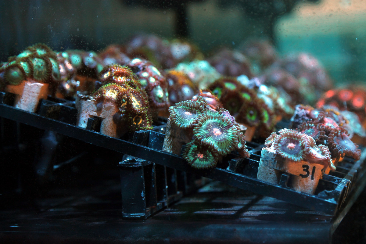 zoa3