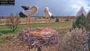 10042025bociany (43)