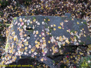 IMG-0019
