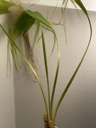IMG-0984