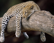 leopard-lying-tree-52345-1280x1024.jpg
