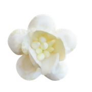Winter-White-Elements-115