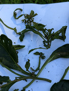 PXL_20240718_134810955