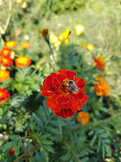 IMG-20250815-160339