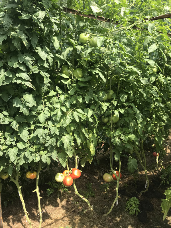 2018-07-29 15.19.27