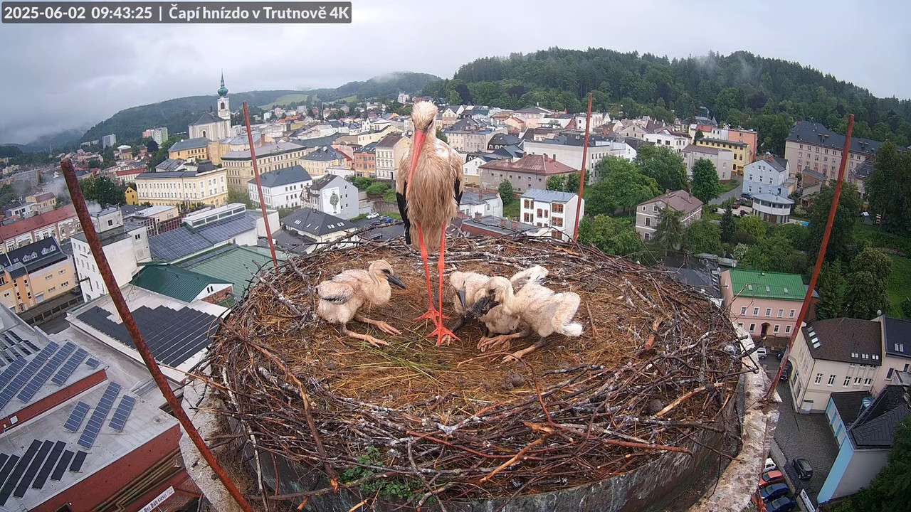 Tiešraide no stārķa ligzdas uz alus darītavas skursteņa Trutnovā 2-25-15 screenshot