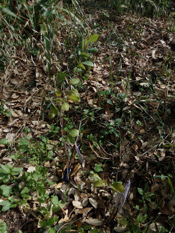 DSC_0310_resized_20190614_101613704