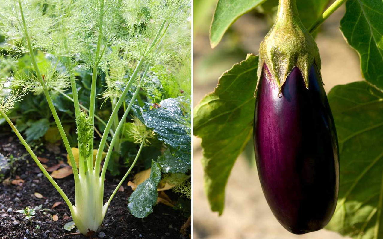 Best Vegetable Garden