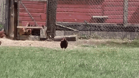 [Image: 42-D29862-F157-4980-BCCD-F2-A8447-EE4-F1.gif]