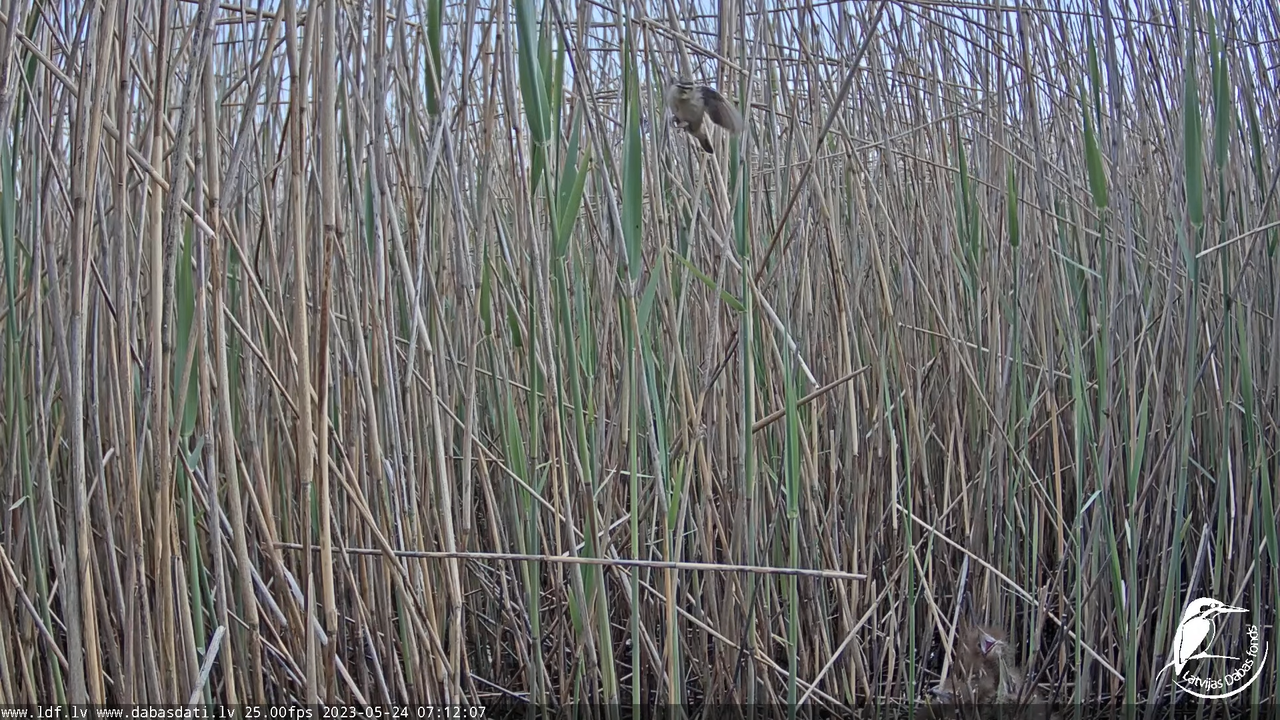 Lielais dumpis (Botaurus stellaris) Engurē - LDF tiešraide 1-48-29 screenshot (1)