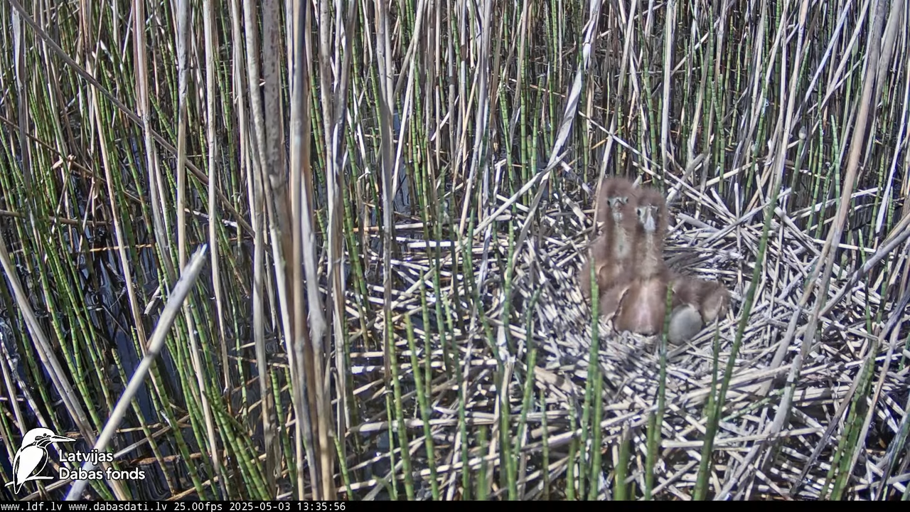 LDF Lielais dumpis (Botaurus stellaris) Zemītes pagastā 13-9-11 screenshot