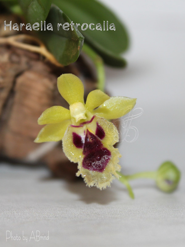 photostudio_1644417245642