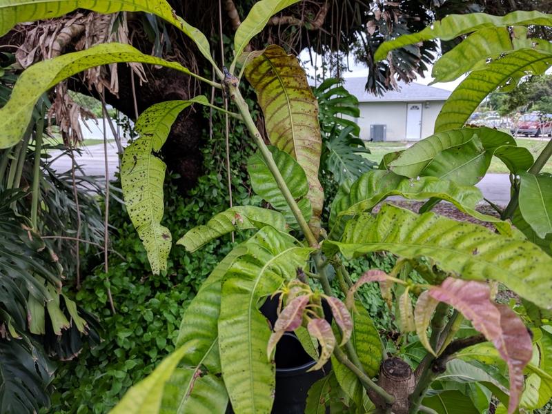 Sickly seedling (Medium)