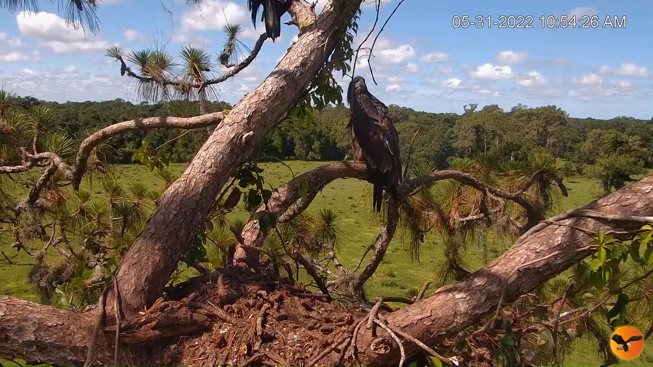 EC Nest Cam 10-7-15 screenshot (1)