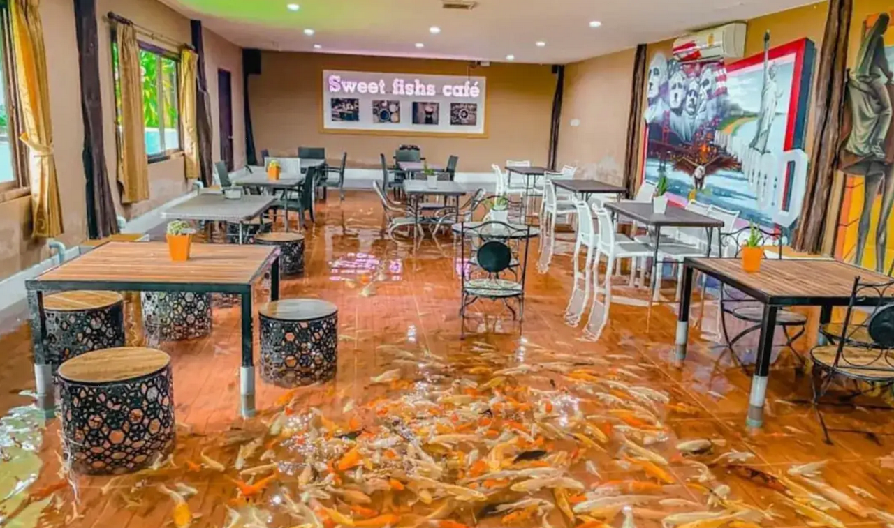 Así es el café de Tailandia donde los clientes comen junto con los peces (video)