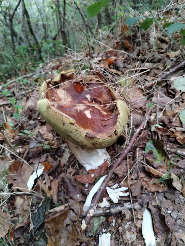 MorningWalk12Hydref (1)-rszd