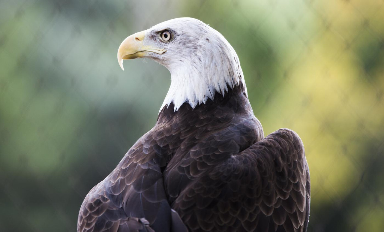 Is a Harpy Eagle Producer Consumer or Decomposer?