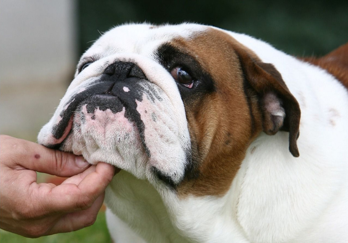 Razas de perro ¿Cuáles son las mejores para los que viven solos?