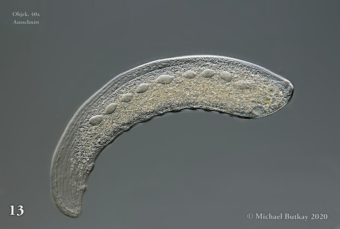 Bild 13_loxopyllum meleagris