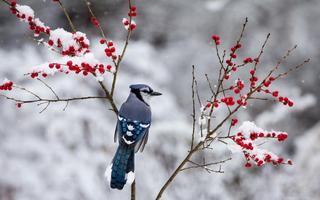 Thơ hoạ Nguyễn Thành Sáng & Tam Muội (1640) Winter-blue-bird-snow-twigs-red-berries-1080-P-wallpaper-middle-s