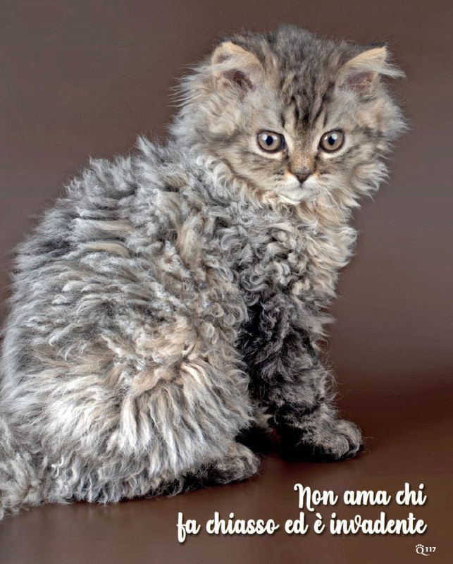 QuattroZampe Feb 2022 (12)