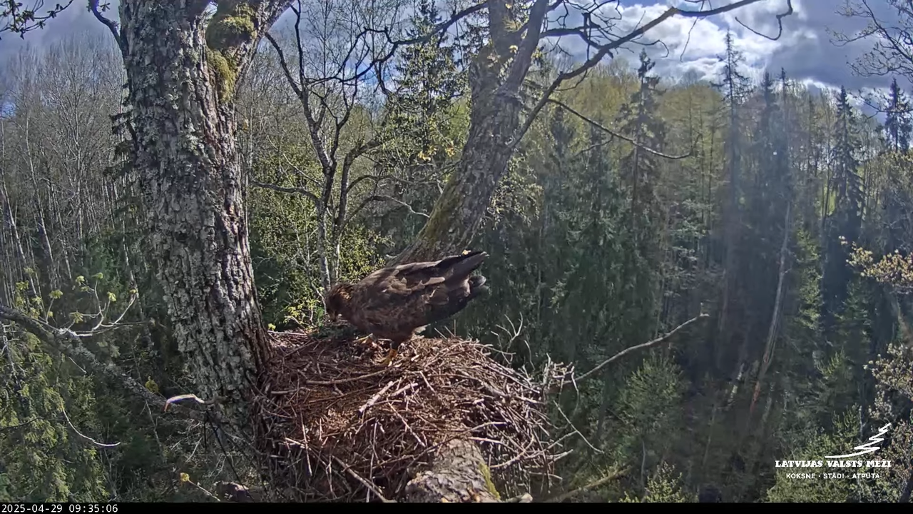 LVM mazais ērglis Lisiņa, ozols2 – Lesser Spotted Eagle 12-29-21 screenshot