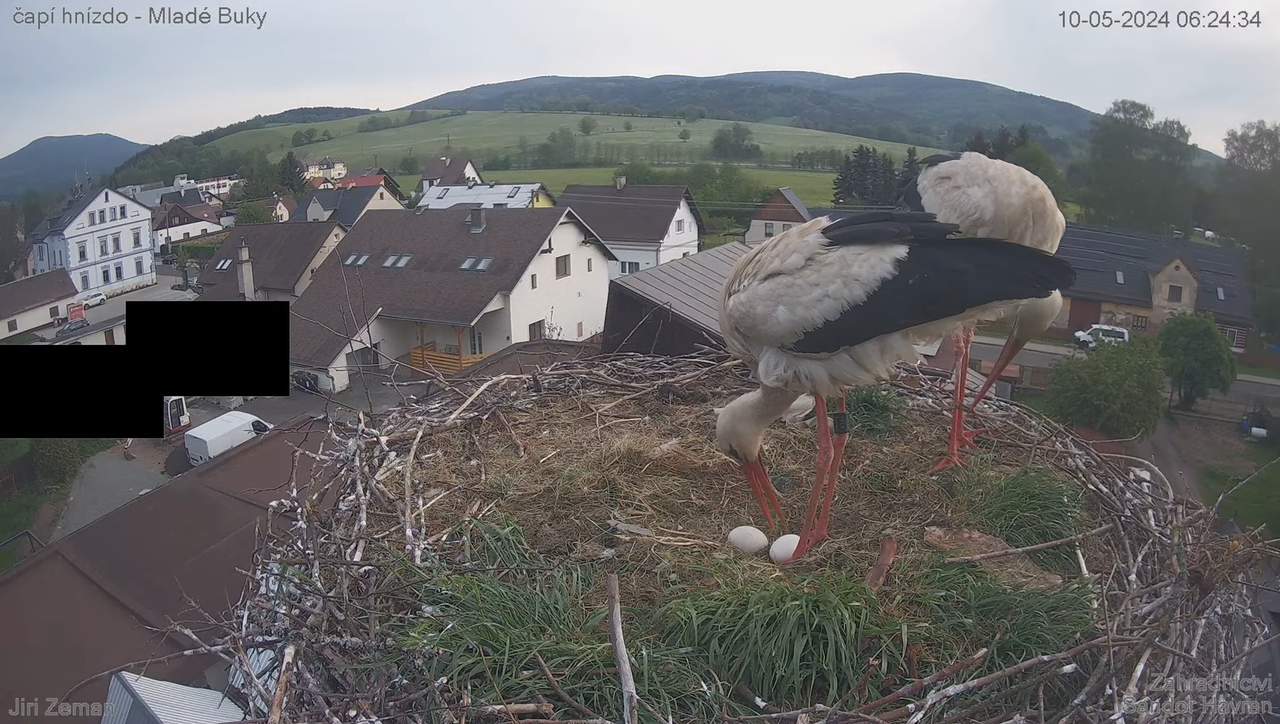 Živá kamera - Mladé Buky - čapí hnízdo 10-19-8 screenshot