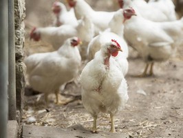 На Житомирщине планируют построить птицефабрику и комбикормовый завод