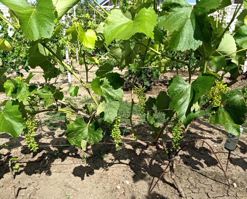 Джой_20250622_150643