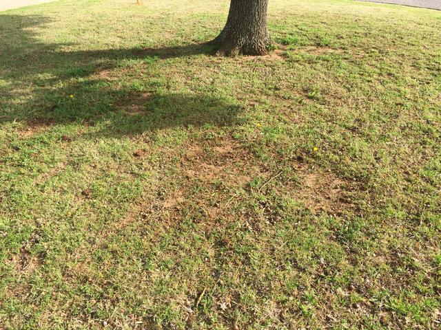 Transferring From Warm To Cool Season Grass The Lawn Forum Transferring From Warm To Cool Season Grass