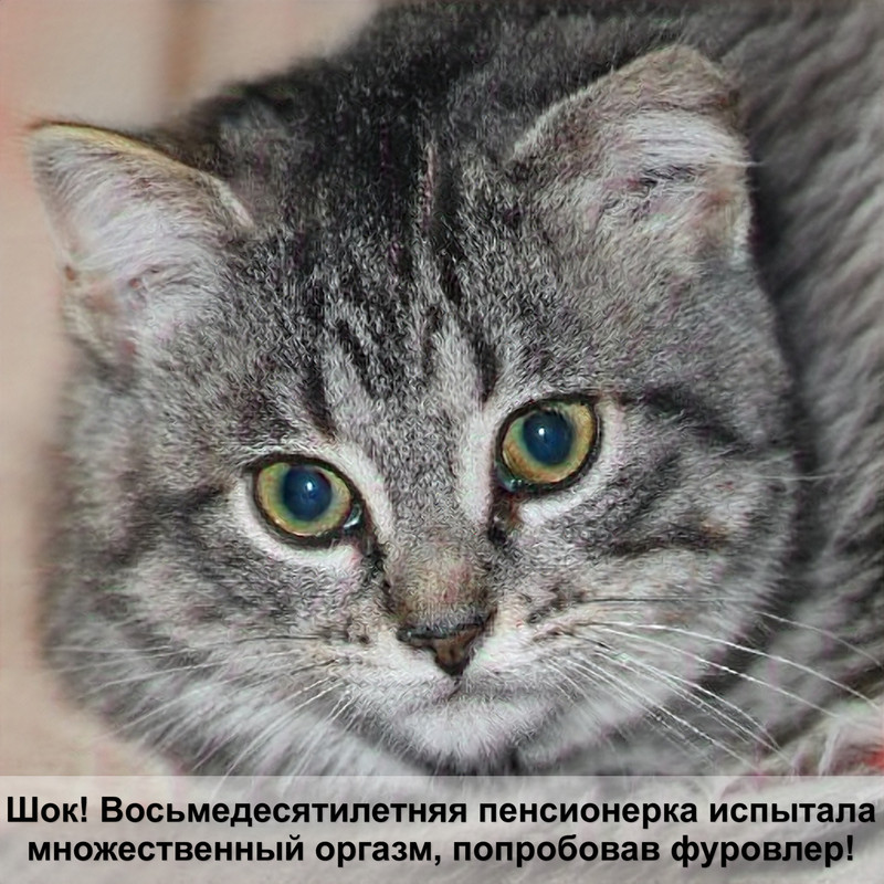 возраст кошек в переводе на человеческий