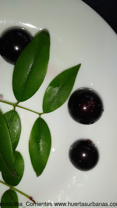 Huertasurbanas_com-IMG_20211030_164724517.jpg-20211030_184628Jaboticaba_Corrientes