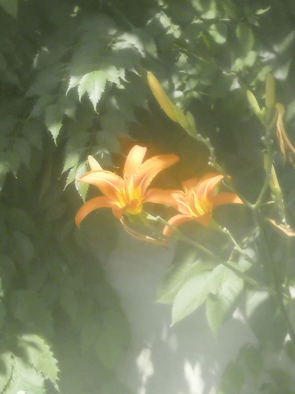 P1030844-0... (1024)