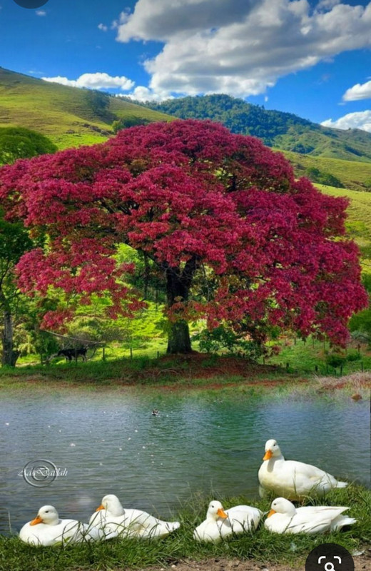 Screenshot_20240402_215336_Pinterest