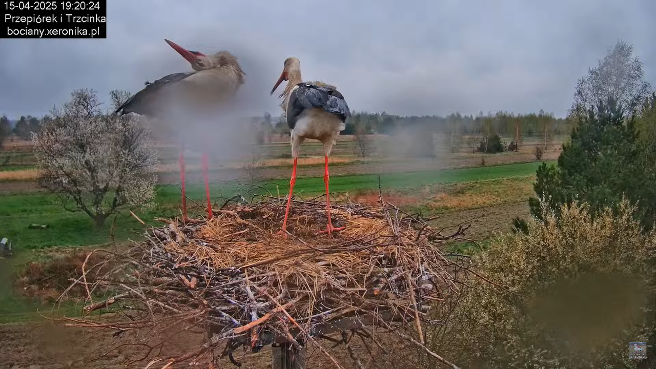 15042025bociany14