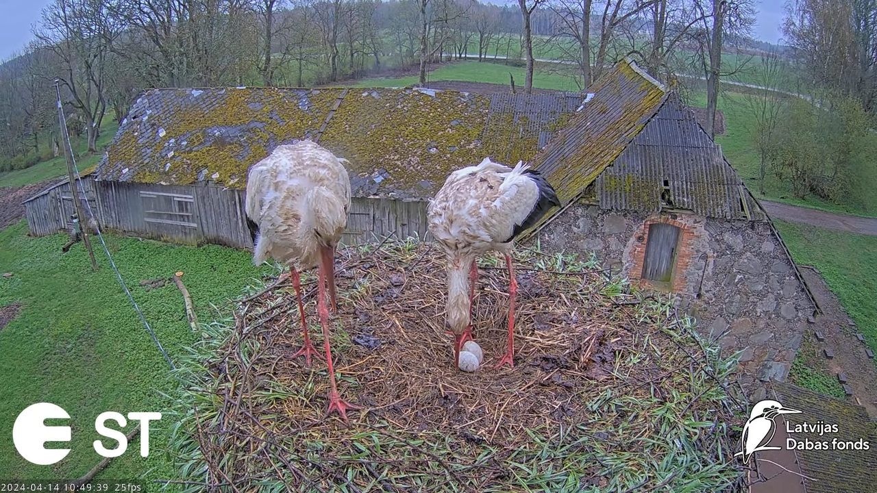 Baltie stārķi (Ciconia ciconia) Tukuma novadā - LDF tiešraide __ White storks in Tukums, Latvia 14-4