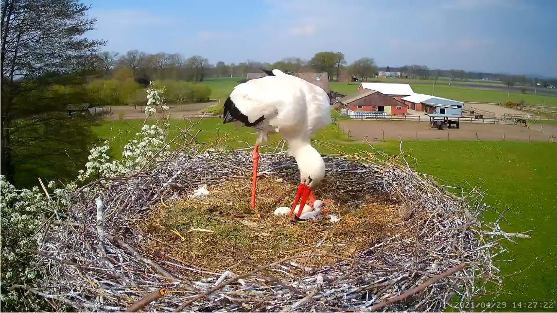 2021-04-29-1427-1.Küken