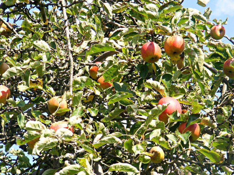 autumn-apples.jpg