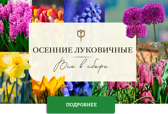 https://i.postimg.cc/BnG6NWvB/mailservice.jpg